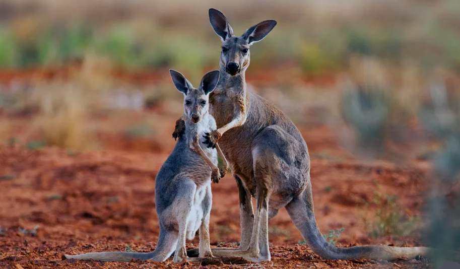 Kangaroo with its baby