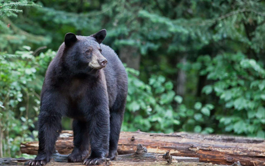 Black bear in northern Minnesota