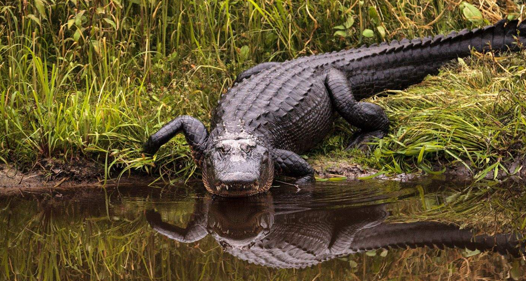 Alligator in Myakka River State Park, Florida 