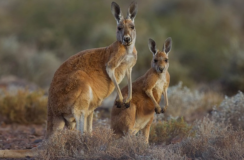 Kangaroo Species